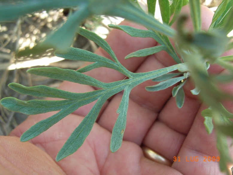 spiaggia di montenero3 - Artemisia sp.